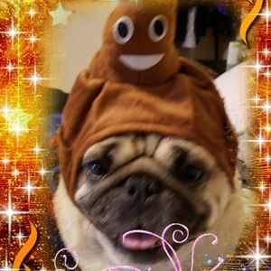 Meet your Posher, Irma